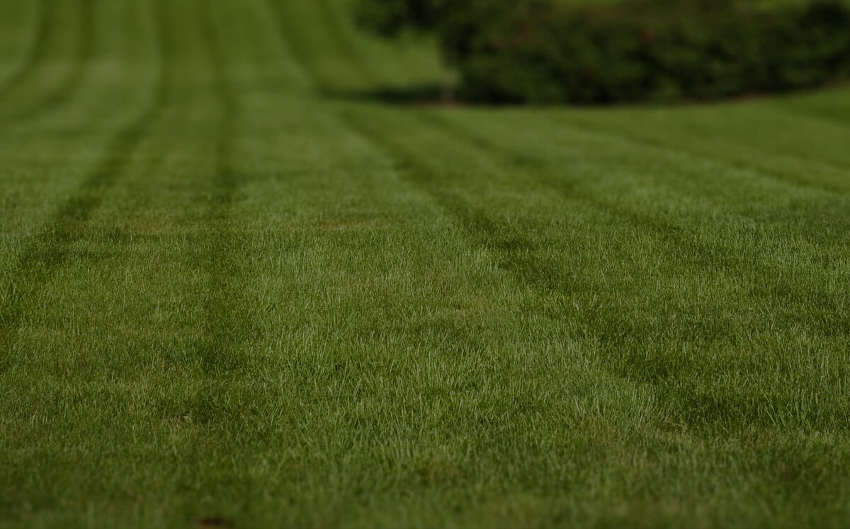Lawn cutting service near me Lawn cutting service near me