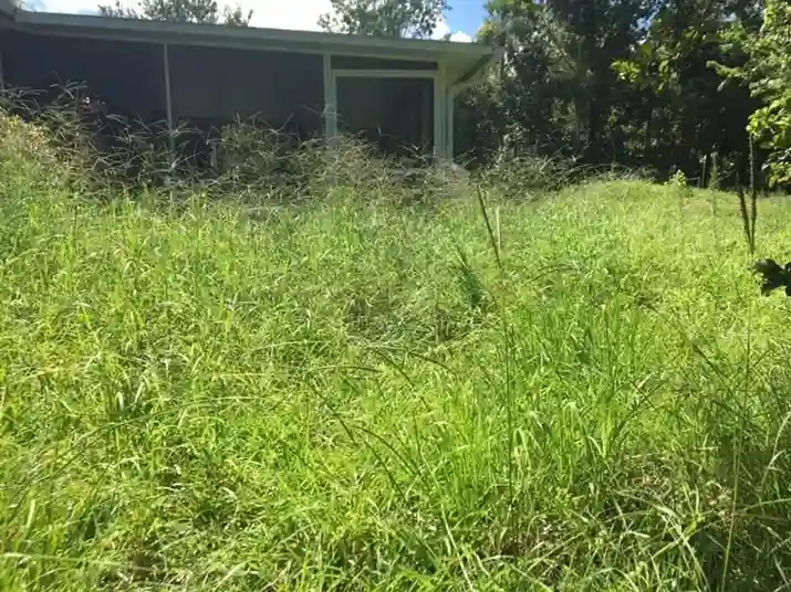 Lawn care service started by vendor 2 on GreenPal platform in Sunnyvale CA