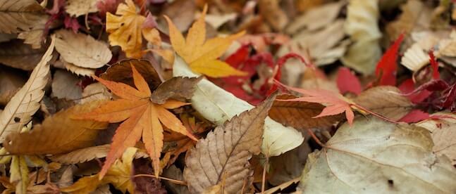 Yard Clean Up Tips Yard Clean Up Tips